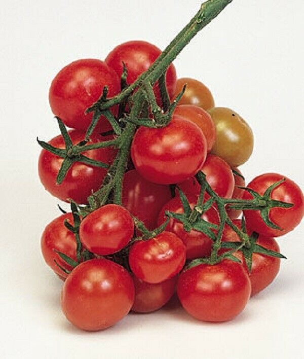 Tomato - Christmas Grape