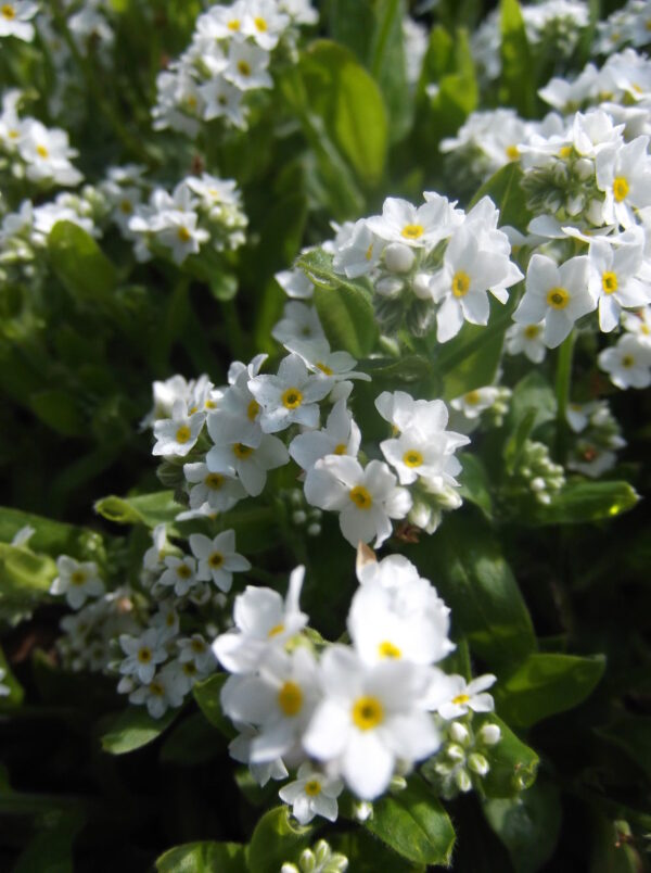 Forget Me Not Myosotis Sylvatica White new