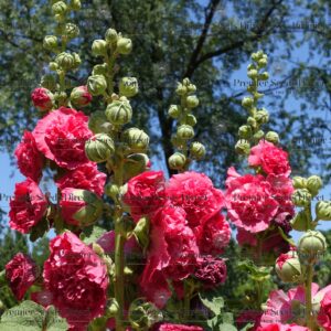 Hollyhock - Chaters Scarlet Red