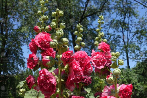 Hollyhock - Chaters Scarlet Red