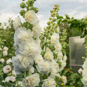 Hollyhock - Chaters White