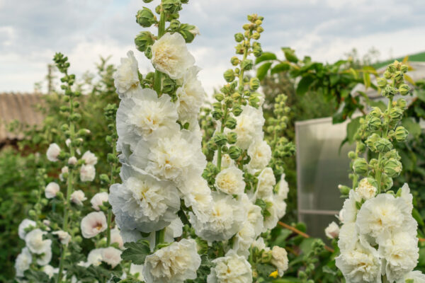 Hollyhock - Chaters White
