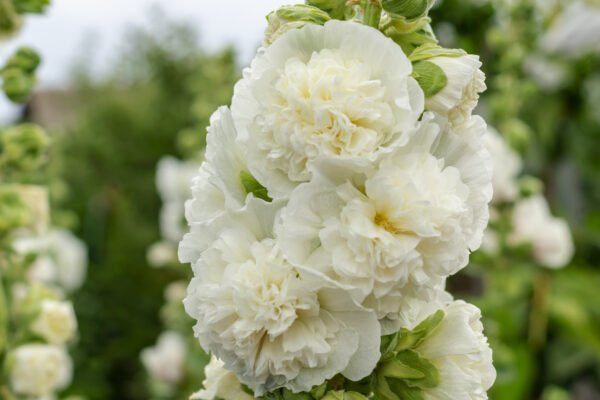 Hollyhock - Chaters White - Image 2