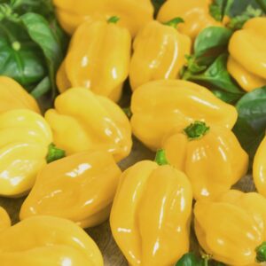 Hot Chilli Pepper Habanero Limon