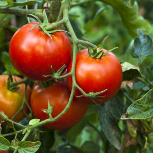 TOMATO CAMPBELL 33