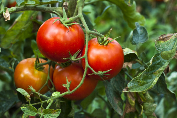 TOMATO CAMPBELL 33