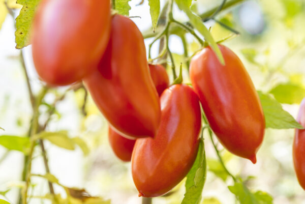 Tomato - Piramide - Image 2