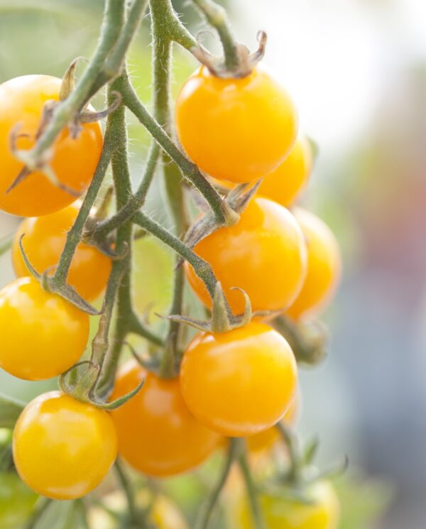 Tomato - Snowberry