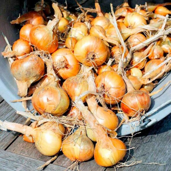 Shallots Sets Golden Gourmet