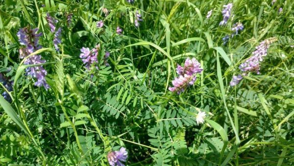 Green Manure - Winter Tares - Image 3