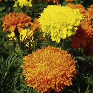 Marigold Fantastic Mix