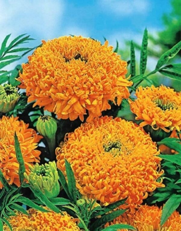 Marigold Fantastic Mix - Image 2