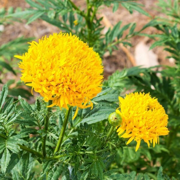 Marigold Fantastic Mix - Image 3