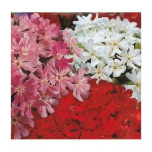 Lychnis - Chalcedonia Mix