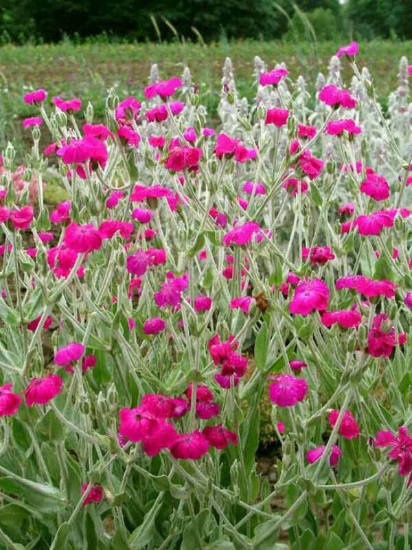 Lychnis - Chalcedonia Mix - Image 4
