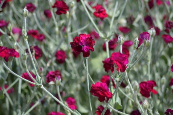 Lychnis - Chalcedonia Mix - Image 5