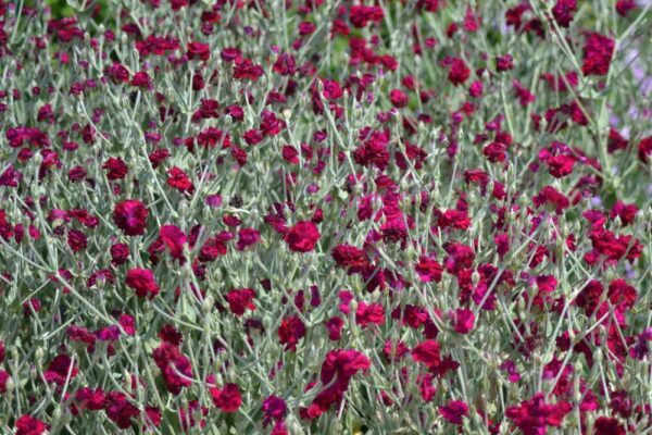 Lychnis - Chalcedonia Mix - Image 6