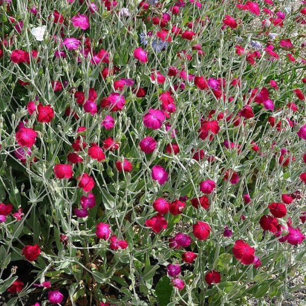 Lychnis - Chalcedonia Mix - Image 7