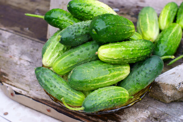 Cucumber Gherkin - Anulka F1