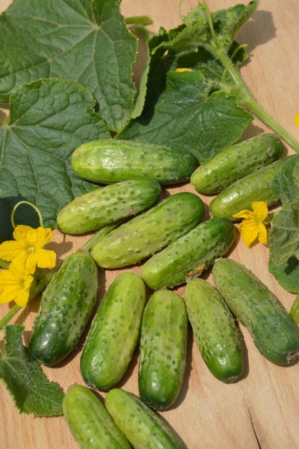 Cucumber Gherkin - Anulka F1 - Image 3