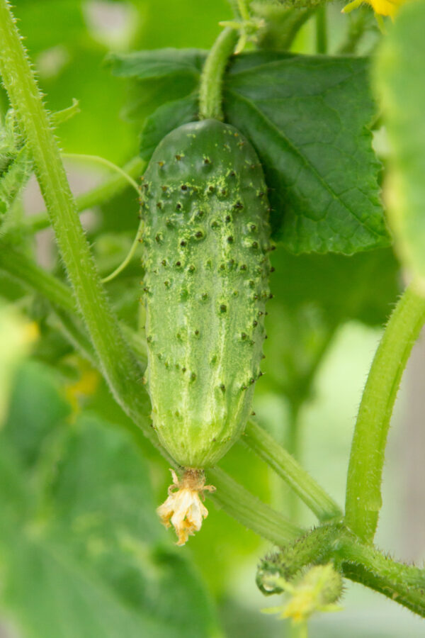 Cucumber Gherkin - Anulka F1 - Image 2