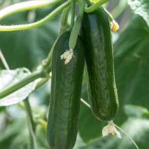 CUCUMBER BETH ALPHA F1