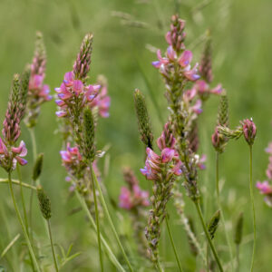 British Wild Flower - Sainfoin