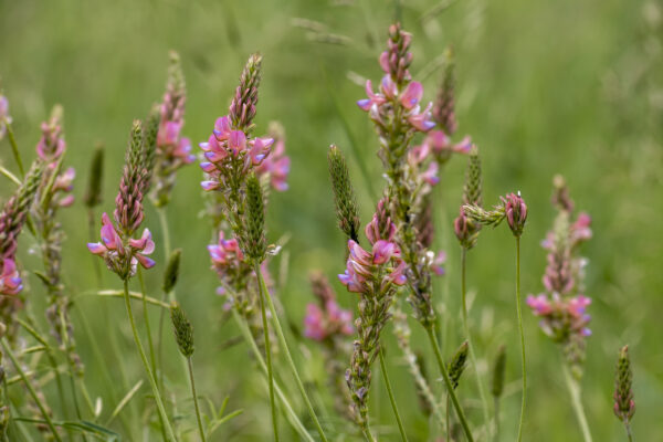 British Wild Flower - Sainfoin