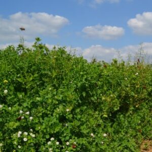 Green Manure - Summer Quick Fix Mix
