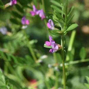 Green Manure - Winter Tares