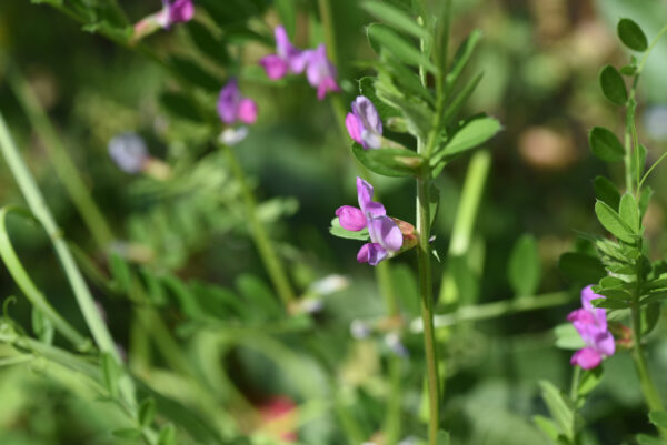 Green Manure - Winter Tares