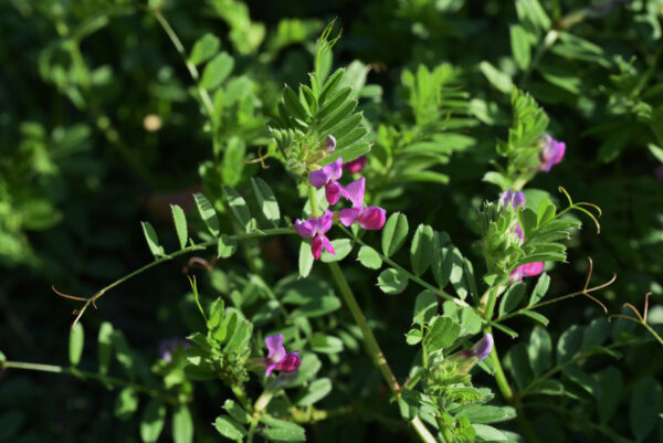Organic Green Manure Tares Seed