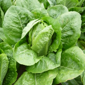 Organic Lettuce Romaine Parris Island