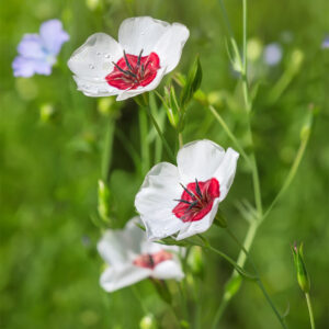 Linum Grandiflorum - Bright Eyes