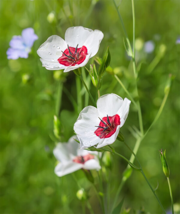Linum Grandiflorum - Bright Eyes
