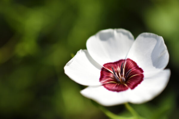 Linum Grandiflorum - Bright Eyes - Image 2