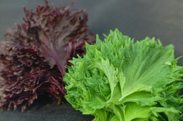 Shiso Green Perilla