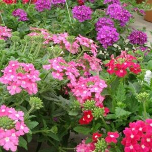 Trailing Verbena Mix - Verbena Pendula