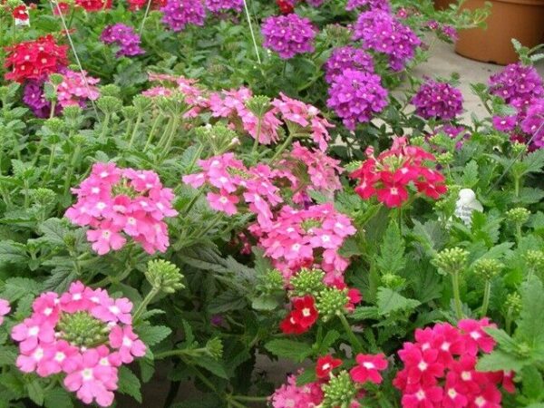 Trailing Verbena Mix - Verbena Pendula