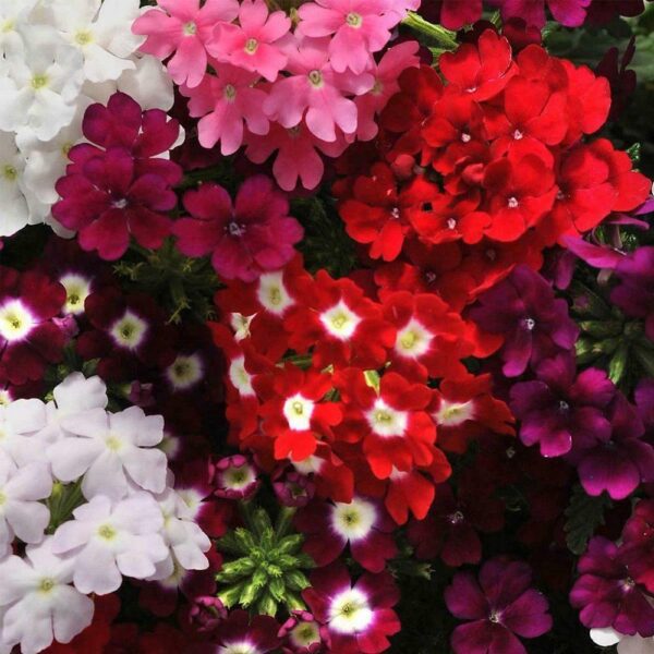 Trailing Verbena Mix - Verbena Pendula - Image 2