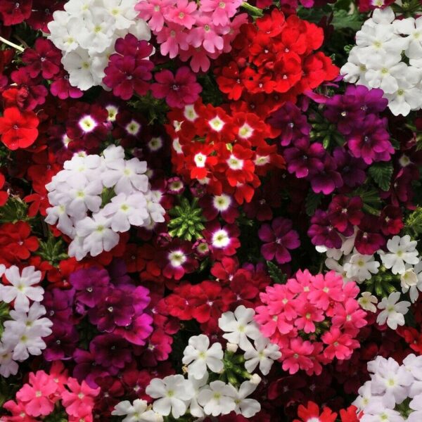 Trailing Verbena Mix - Verbena Pendula - Image 3