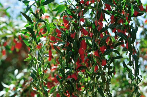 Goji Berry - Lycium Barbarum - Image 3