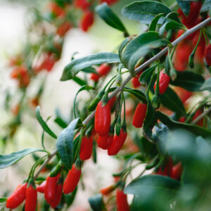 Goji Berry - Lycium Barbarum