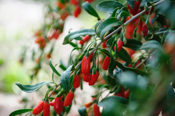 Goji Berry - Lycium Barbarum