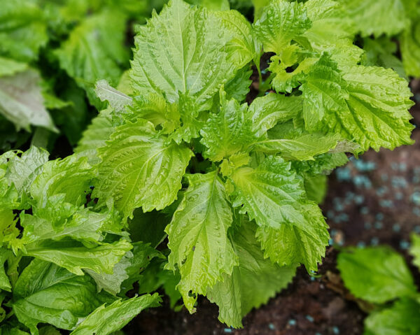 Perilla Green - Image 2