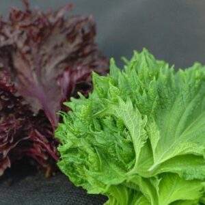 Perilla - Shiso Red