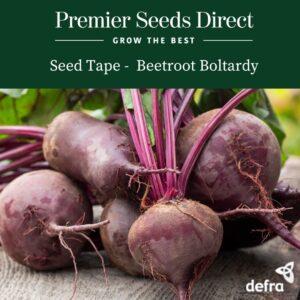 Beetroot Boltardy - Seed Tape  6M (3X2M) ~ Approx 300 Seeds