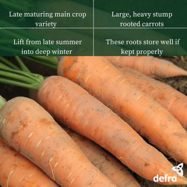 Carrot - Autumn King Seed Tape 6M (3X2M) ~ Approx 600 Seeds - Image 2