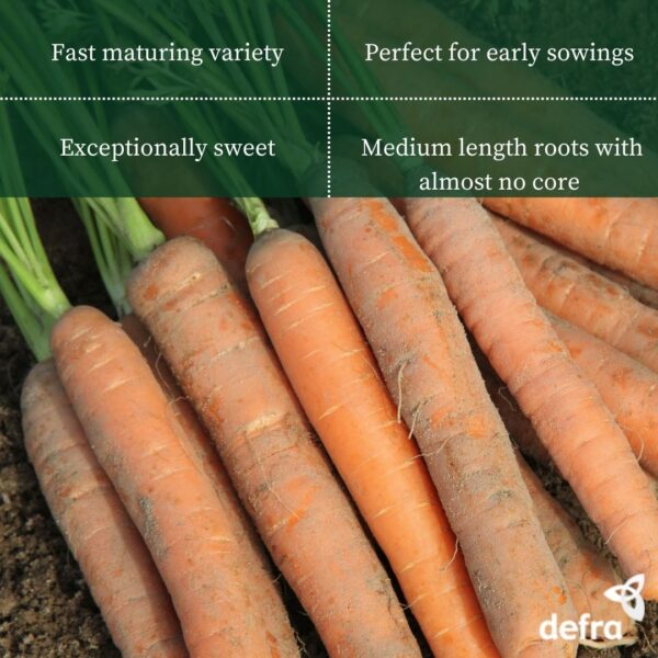 Carrot - Nantes Seed Tape 6M (3X2M) ~ Approx 600 Seeds - Image 2