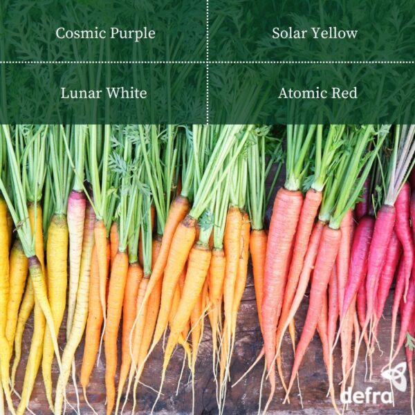 Carrot - Rainbow Mix Seed Tape 6M (3X2M) ~ Approx 600 Seeds - Image 2